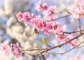 Prognoza meteo pentru 27 aprilie