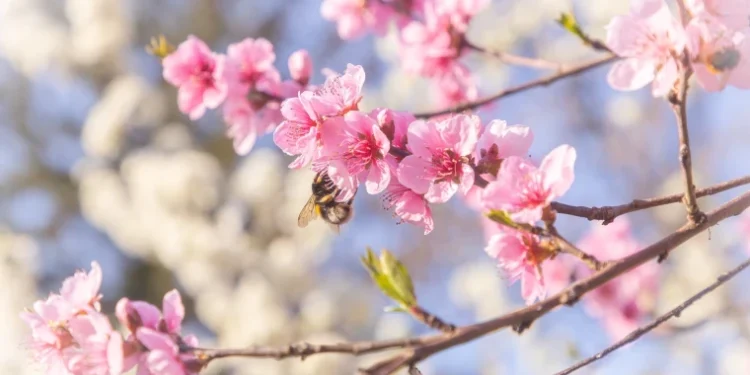 Prognoza meteo pentru 27 aprilie