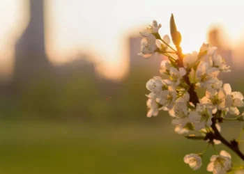 Vreme caldă și cer variabil în toată țara