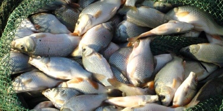 В Молдове вводится проверка происхождения рыбы для борьбы с нелегальным рынком