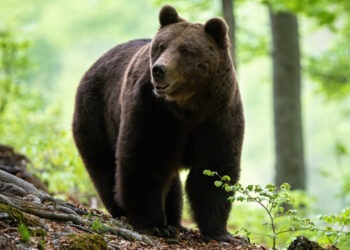 Ministrul Mediului vrea ursul scos de pe lista speciilor strict protejate. „Viaţa omului are prioritate”