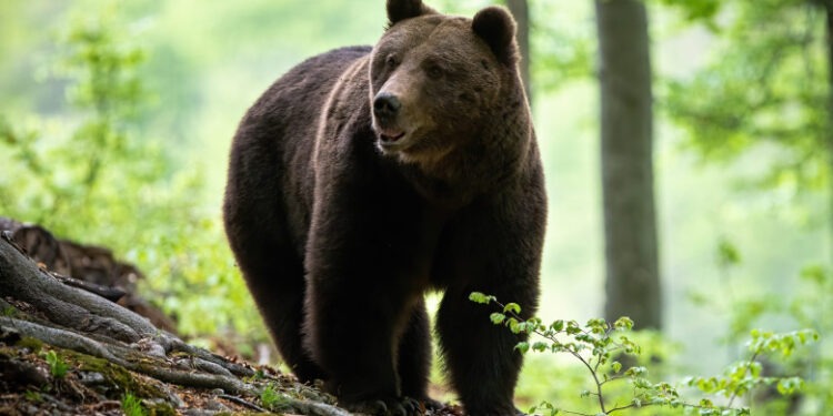 Ministrul Mediului vrea ursul scos de pe lista speciilor strict protejate. „Viaţa omului are prioritate”