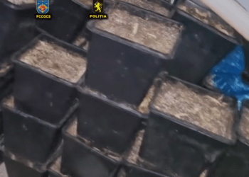 Laborator de cannabis descoperit la Ialoveni – droguri de peste 225.000 lei