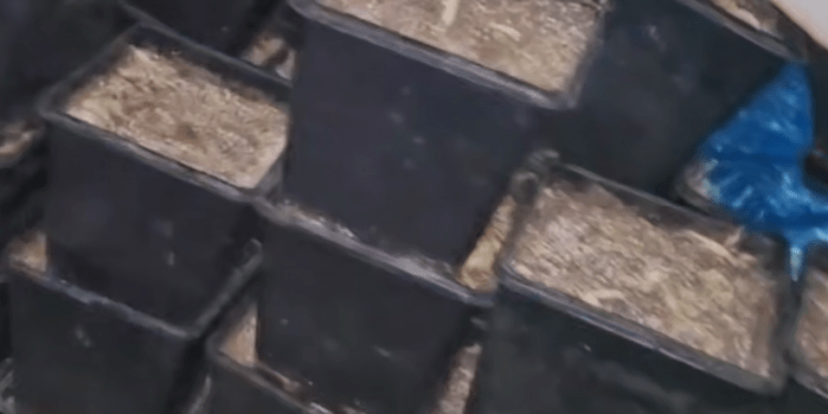 Laborator de cannabis descoperit la Ialoveni – droguri de peste 225.000 lei