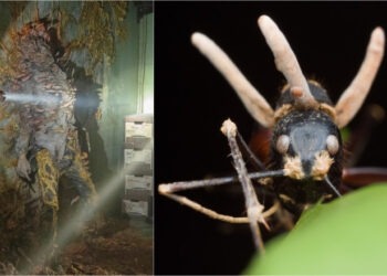 Ce este „ciuperca zombi” și care este riscul ca lumea să fie devastată de o pandemie fungică, la fel ca în serialul „The Last of Us”