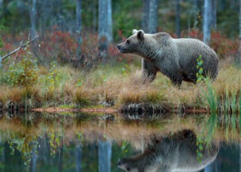 Tragedie la Lacul Frumoasa: O tânără de 18 ani din Iași s-a înecat după ce a fugit de un urs