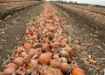 Ceapa putrezește, fermierii falimentează: Agricultorii moldoveni, sufocați de importuri și ignorați de stat |VIDEO