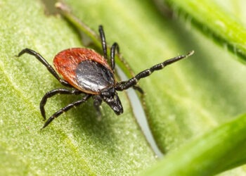 Căpușele – un pericol tot mai mare în sezonul cald: cum ne protejăm pe noi și animalele