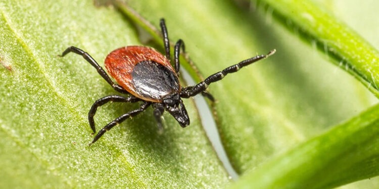 Căpușele – un pericol tot mai mare în sezonul cald: cum ne protejăm pe noi și animalele