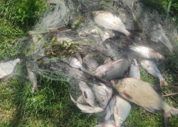 Doi bărbați, surprinși pescuind ilegal în zona de frontieră cu România