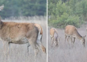 Turmă unică de căprioare, observată în rezervația de la Cernobîl