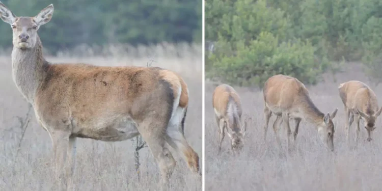 Turmă unică de căprioare, observată în rezervația de la Cernobîl