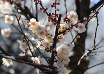 Înghețuri în luna aprilie: Meteorologii anunță vreme rece în Moldova