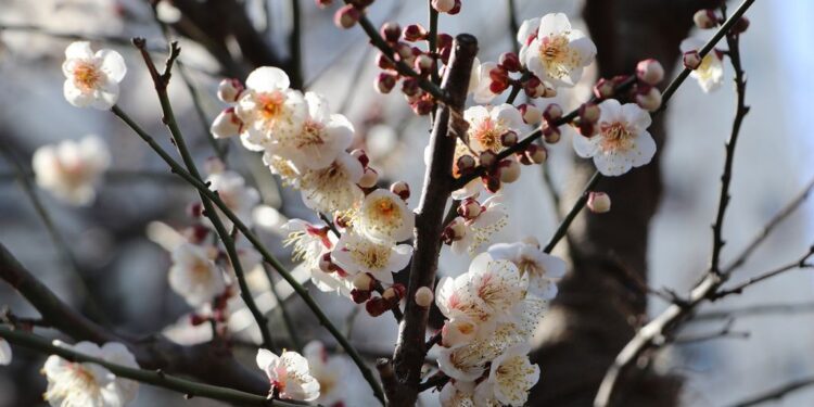 Înghețuri în luna aprilie: Meteorologii anunță vreme rece în Moldova