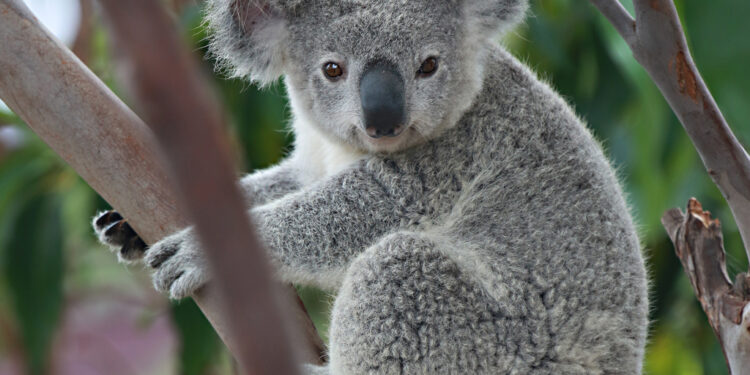 В Австралии 750 коал застрелили по указанию властей