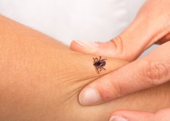 Atenție la căpușe: Peste 240 de cazuri de boala Lyme înregistrate în Moldova în 2024