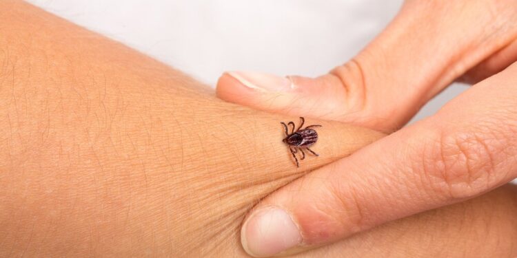 Atenție la căpușe: Peste 240 de cazuri de boala Lyme înregistrate în Moldova în 2024