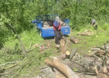 Amenzi de 4000 de lei pentru defrișare ilegală în raionul Fălești