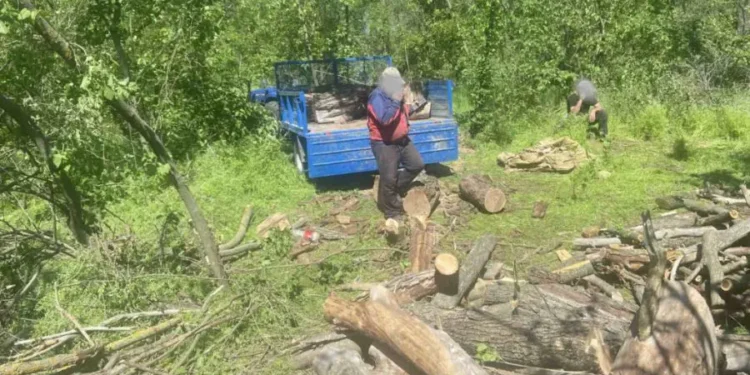 Amenzi de 4000 de lei pentru defrișare ilegală în raionul Fălești