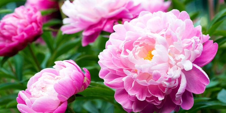 Температуры ниже ожидаемых в мае: риск заморозков и холодная погода