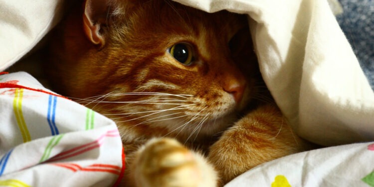 Дожди и пасмурное небо по всей стране: каких температур ждать?