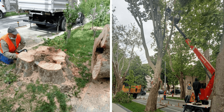 Мэрия Кишинева объяснила, зачем рубят деревья на улице 31 августа