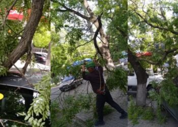 Сильный ветер в Кишинёве. Несколько веток обломались и упали на автомобили