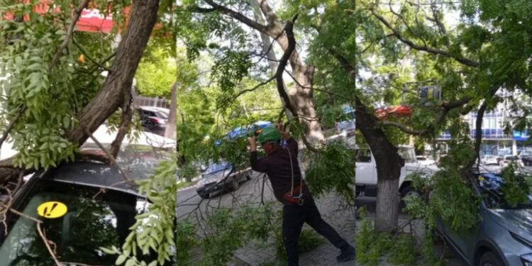 Сильный ветер в Кишинёве. Несколько веток обломались и упали на автомобили