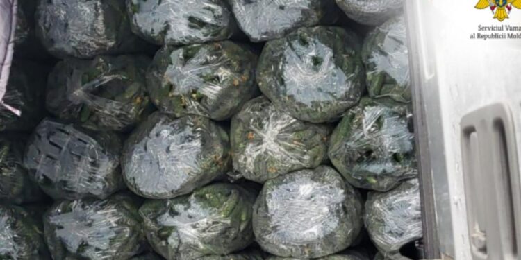 Контрабанда «зелени» на трассе под Фалештами. Таможенники остановили микроавтобус, доверху набитый огурцами
