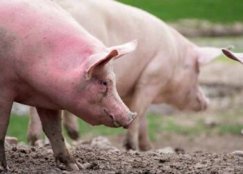 Pestă porcină în unul dintre cele mai mari sate din R. Moldova. ANSA a introdus măsuri de carantină