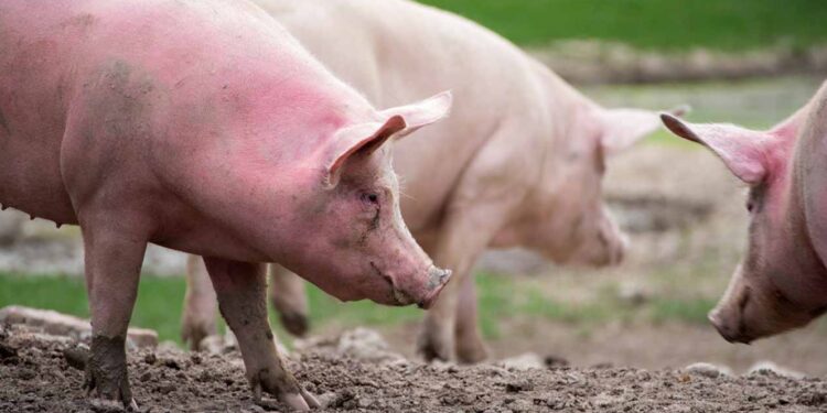 Pestă porcină în unul dintre cele mai mari sate din R. Moldova. ANSA a introdus măsuri de carantină