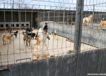 Consum accelerat de vaccin antirabic. ANSP anunță noi achiziții