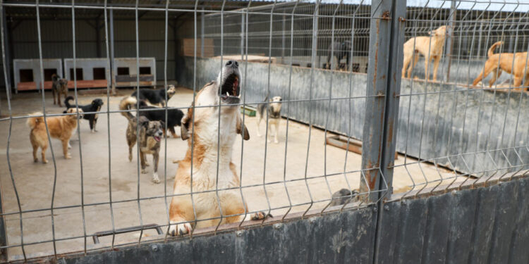 Consum accelerat de vaccin antirabic. ANSP anunță noi achiziții