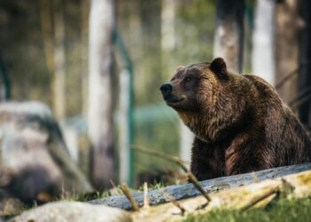 В Словакии разрешат продажу мяса медведей