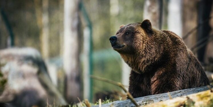 В Словакии разрешат продажу мяса медведей