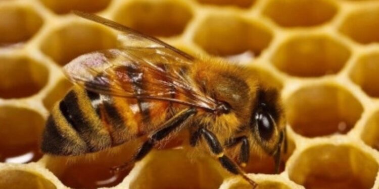 Мед может значительно подорожать. Из-за погодных условий потери урожая доходят до 90% | VIDEO