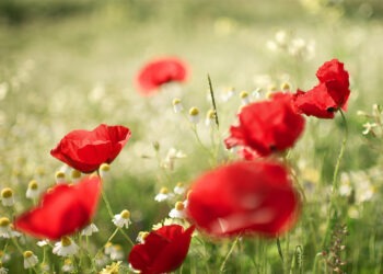 Vreme variabilă și ploi de scurtă durată în timpul zilei de 30 mai