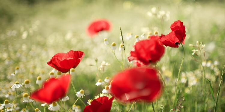 Vreme variabilă și ploi de scurtă durată în timpul zilei de 30 mai