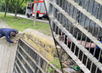 Mai mulți pui de rață, salvați de pompieri în Parcul Valea Trandafirilor