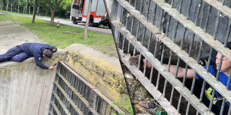 Mai mulți pui de rață, salvați de pompieri în Parcul Valea Trandafirilor