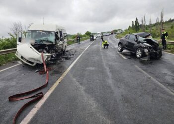 70 человек и 30 псов: В Чимишлии пресечены нелегальные собачьи бои
