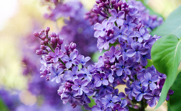 Прогноз погоды на 1 мая 2025 года: ожидается тёплый и приятный день