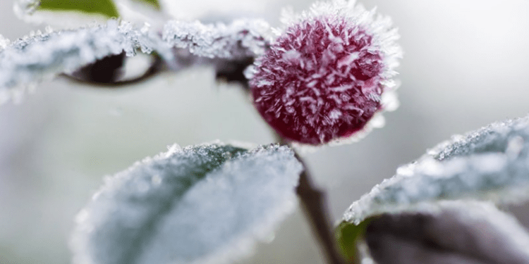 Морозы в середине мая: метеорологи продлили жёлтый код