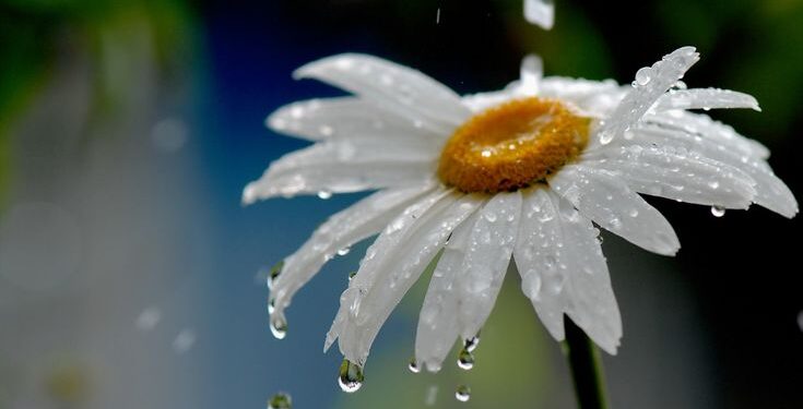 Прогноз погоды на 9 мая: понижение температуры и дожди в большинстве регионов