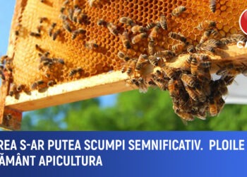 Miere mai scumpă în 2025? Apicultorii, afectați grav de ploi