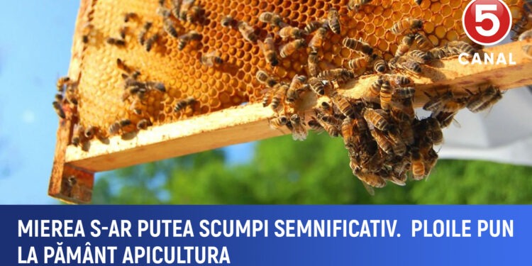 Miere mai scumpă în 2025? Apicultorii, afectați grav de ploi