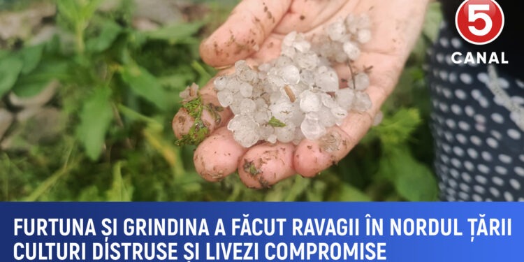 Furtuna și grindina din 19 mai a făcut ravagii în nordul țării: Culturi distruse și livezi compromise