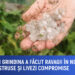 Furtuna și grindina din 19 mai a făcut ravagii în nordul țării: Culturi distruse și livezi compromise