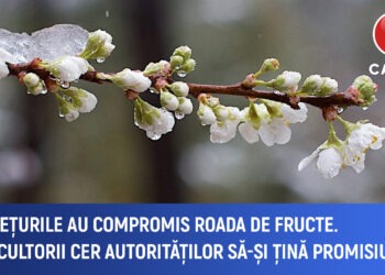 Înghețurile au distrus livezile. Fermierii cer autorităților să-și îndeplinească promisiunile
