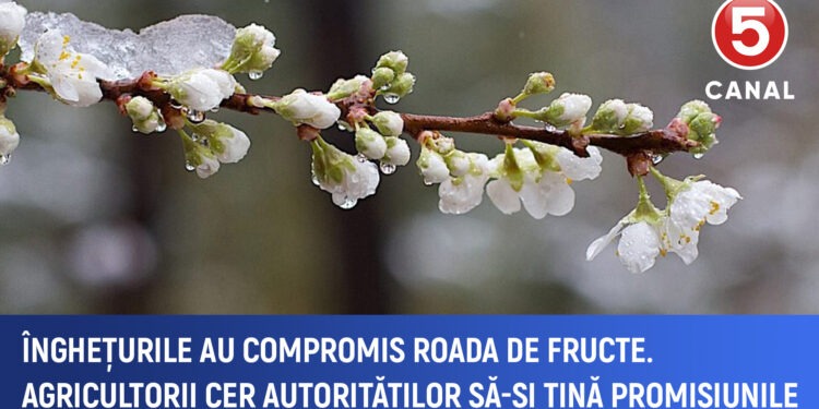 Înghețurile au distrus livezile. Fermierii cer autorităților să-și îndeplinească promisiunile